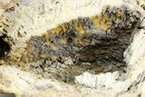 Agatized Fossil Coral Geode - Florida #257875-1